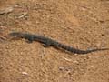 Goanna